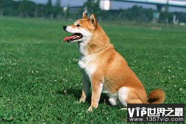 护主人最忠诚的狗排名：中华田园犬上榜，第一是拉布拉多