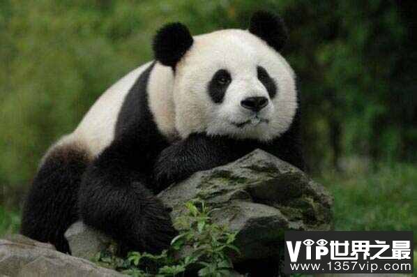 世界上最萌的动物前十名：国宝熊猫第一名，羊驼上榜！