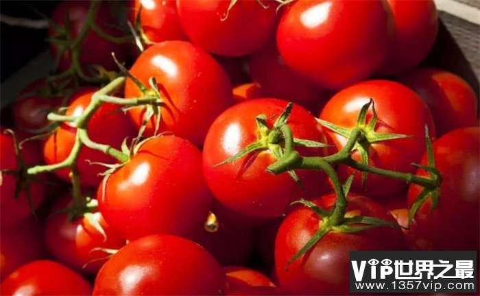 世界上最大的番茄 重量来到八斤（最大番茄）