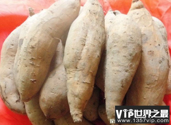 世界上最受欢迎的红薯 南澳金薯一斤要20块钱(历史悠久)