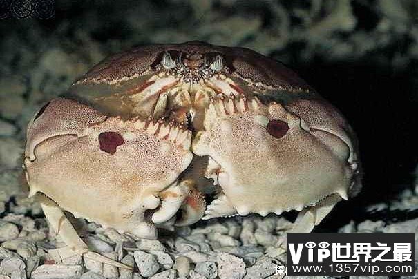 世界上最憋屈的螃蟹 傻瓜蟹被当做面包蟹售卖(个头比较大)