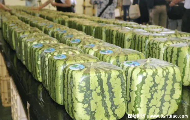 世界上最贵的西瓜 产自日本的方形西瓜价格高(用来观赏)