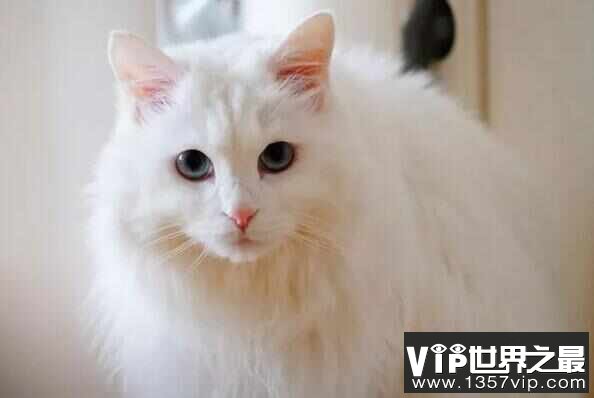 世界十大颜值最高的猫：布偶猫夺冠，波斯猫仅居第四