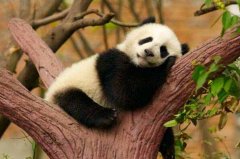 世界十大顶级国宝动物：考拉屈居第四，大熊猫夺得冠军