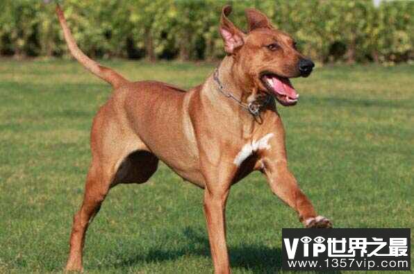 世界十大最好的狩猎犬：阿富汗猎犬榜上有名