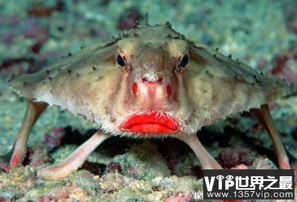 世界上十大最丑的鱼 水滴鱼自带悲伤的脸(全身淡粉色)