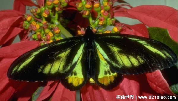 世界上十大著名的巨型昆虫 乌桕大蚕蛾30厘米(体型庞大)