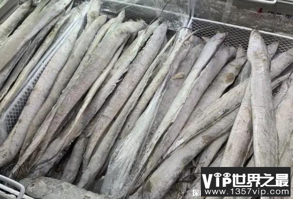 世界上营养含量最高的十种鱼类 蓝鳍金枪鱼(价格昂贵)
