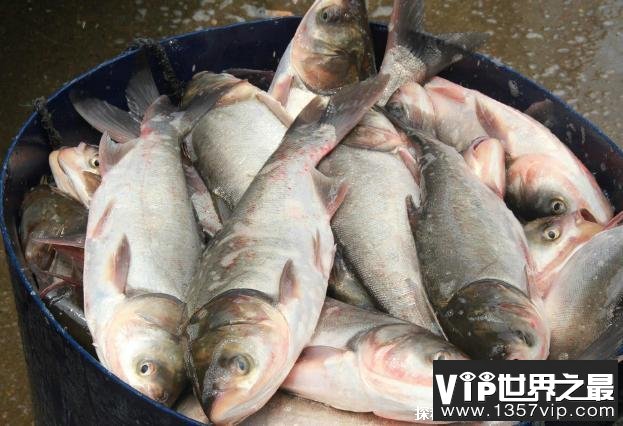 世界上营养含量最高的十种鱼类 蓝鳍金枪鱼(价格昂贵)