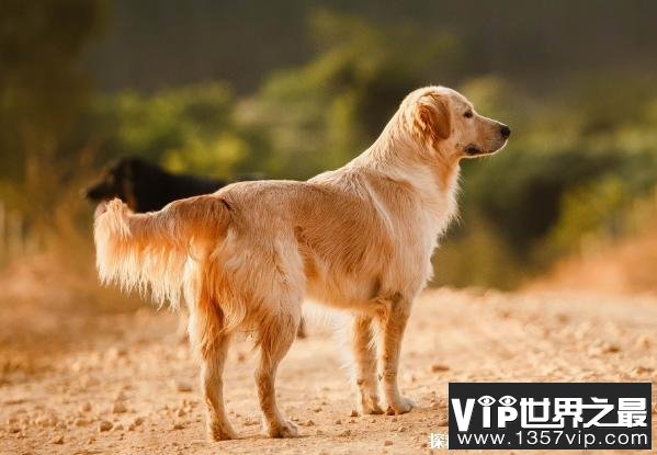 世界上十大最美的狗 阿富汗猎犬外貌出众(比较尊贵)
