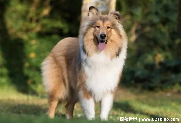 世界上十大最美的狗 阿富汗猎犬外貌出众(比较尊贵)