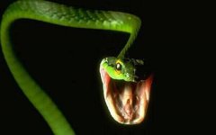 世界十大名蛇：蓝血蛇垫底，变色蛇夺冠