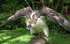 世界上最凶猛的鸟禽：角雕翼展超过2米