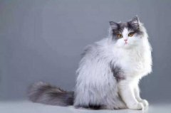世界十大著名长毛猫：布偶猫上榜，波斯猫夺冠
