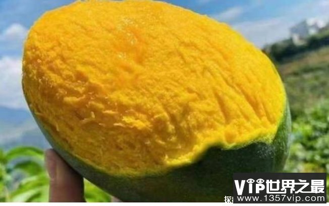 世界上个头最大的芒果 攀枝花凯特芒比人头大(味道可口)