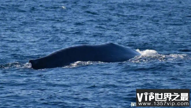 世界上体型最大的海洋生物 蓝鲸体长达到30米(分布广泛)