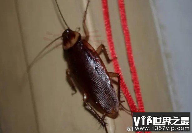 世界上爬行速度最快的动物 蟑螂每秒可跑30米(生命力顽强)