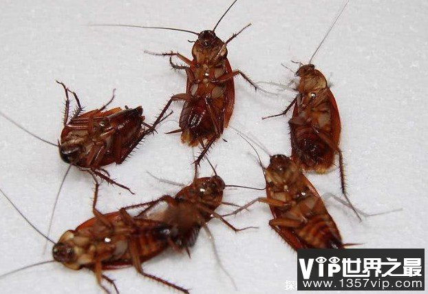 世界上爬行速度最快的动物 蟑螂每秒可跑30米(生命力顽强)