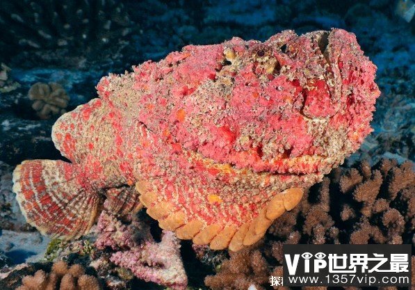 世界上毒性最强的鱼 毒鲉是肉食性鱼类(毒性很强)