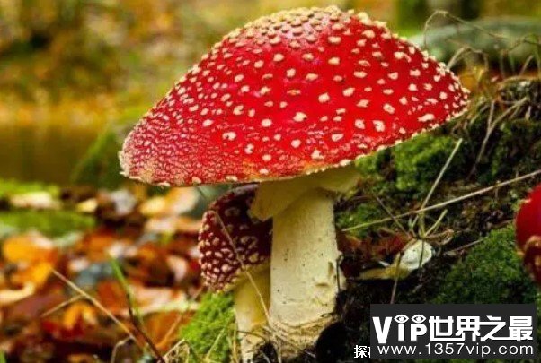 世界上十大最奇特的蘑菇 恶魔雪茄比较罕见(外观独特)