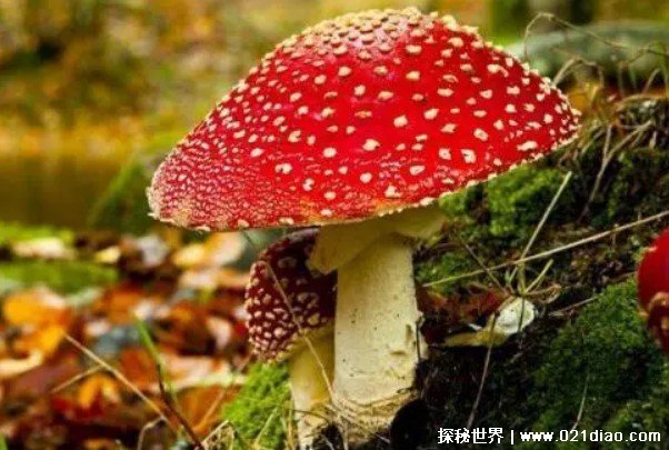 世界上十大最奇特的蘑菇 恶魔雪茄比较罕见(外观独特)