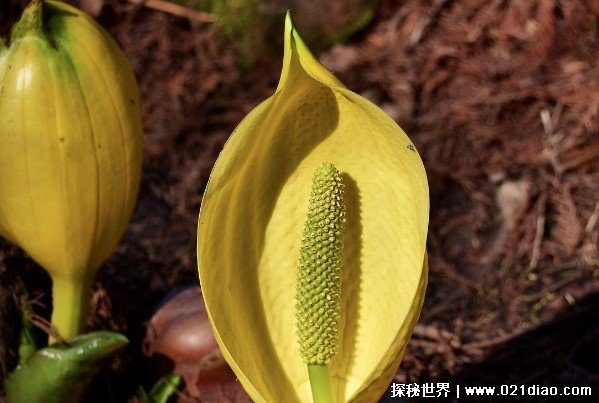 世界上十大最臭的植物 泰坦魔芋有腐臭味道(高2.74米)
