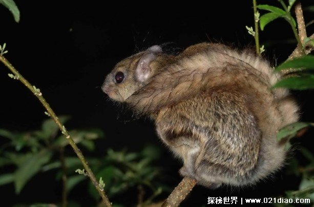 世界上十大素食宠物 毛丝鼠性情温顺(以植物为食)