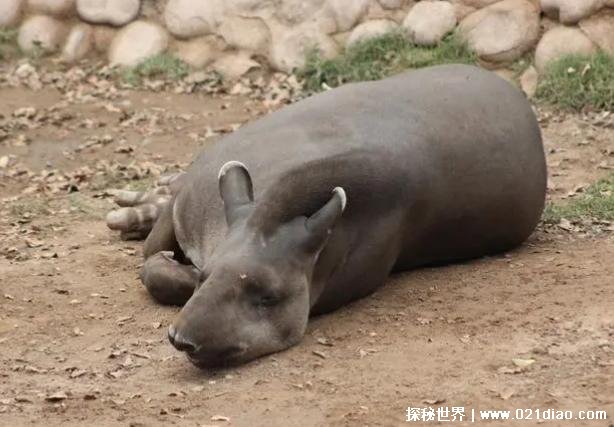 世界上十大最奇特的动物 皇绢毛猴比较神奇(智商很高)
