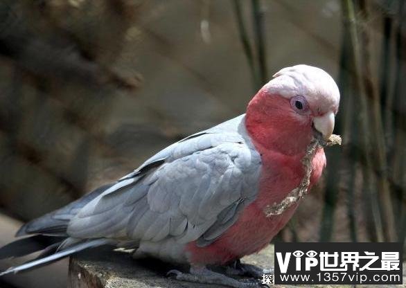 世界上十大最长寿的鸟类 排名第一可达80岁(观赏价值高)