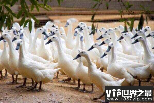 中国十大名鸭品种排名，连城白鸭夺冠，有“中国第一鸭”美誉