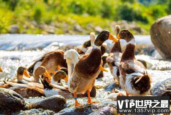 中国十大名鸭品种排名，连城白鸭夺冠，有“中国第一鸭”美誉