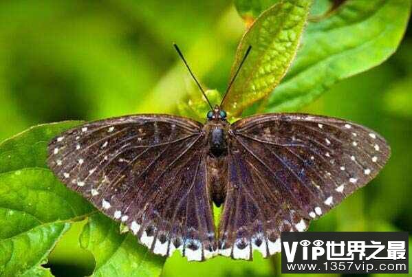 中国最常见的十大蝴蝶种类：弄蝶科高居榜首