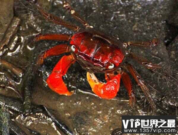 最适合新手养的十大宠物蟹，你养的是哪种蟹？