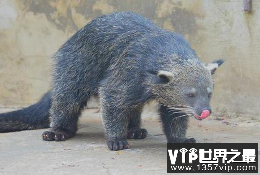世界上唯一用尾巴抓东西的动物长什么样子