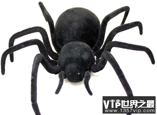 世界上最毒的蜘蛛是哪种 十大毒蜘蛛蜘
