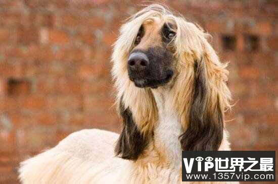 世界十大最笨的狗排行：京巴上榜，第一是阿富汗猎犬