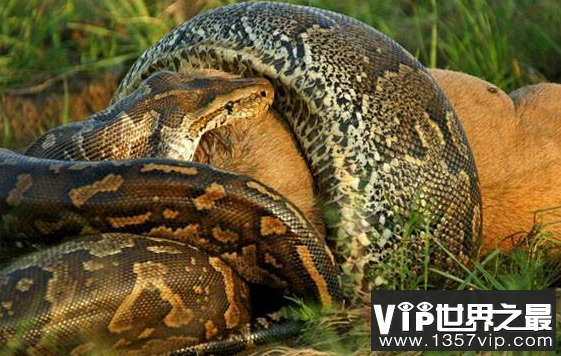 中国十大最毒最危险的蛇类排行榜