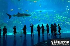 世界上最大的室内游泳池 日本人的海洋巨蛋（最大泳池）