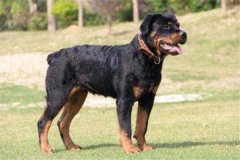 世界10大最凶猛的军犬：昆明犬上榜，第一是罗威纳犬