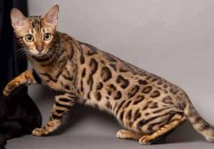 世界10大名猫：孟加拉猫和彼得秃猫上榜