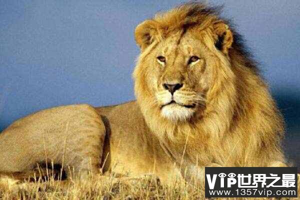 全球10大被禁养的猫科动物，老虎狮子榜上有名