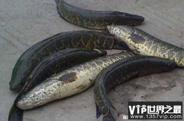 世界上十大最可怕的淡水动物 电鳗释放电流(观赏价值高)