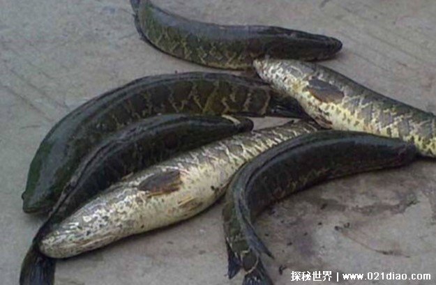 世界上十大最可怕的淡水动物 电鳗释放电流(观赏价值高)