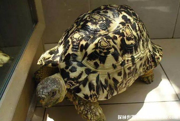 世界上十大最贵龟类 安哥洛卡陆龟是陆龟之王(价格昂贵)