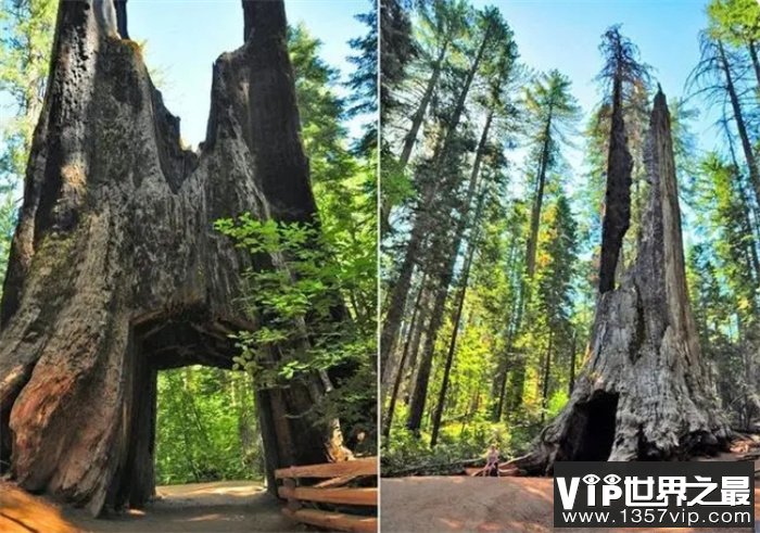 世界上最大的树：可存活2000年，直径可达8米，汽车可从底部穿过