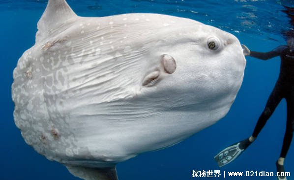 世界上十大体型最长的鱼 鲸鲨体长可达20米(性格凶猛)