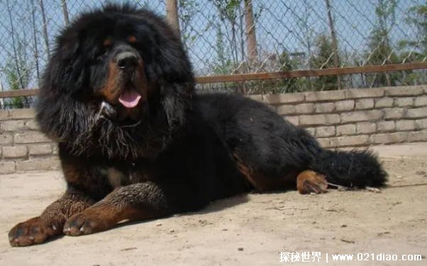 世界上十大最稀有的狗 中国冠毛犬一种无毛犬(个头不大)