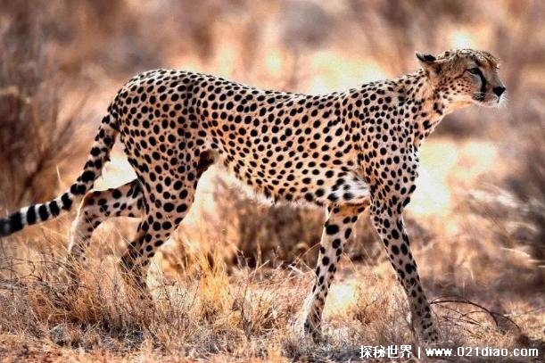 猎豹是肌肉发达的一种动物 奔跑能力比较强(身手敏捷)