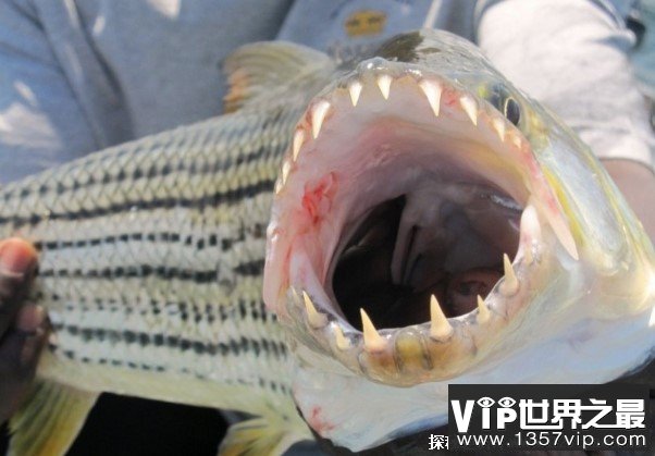 性格凶猛的热带淡水鱼 非洲虎鱼攻击力很强(体型庞大)