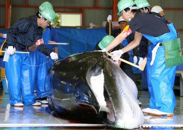 日本为何坚持捕杀鲸鱼 和日本文化背景有关(传统的活动)
